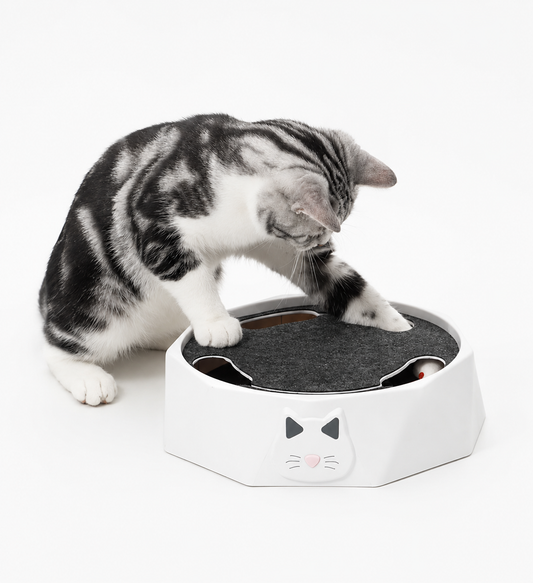 CatPlay Hunt