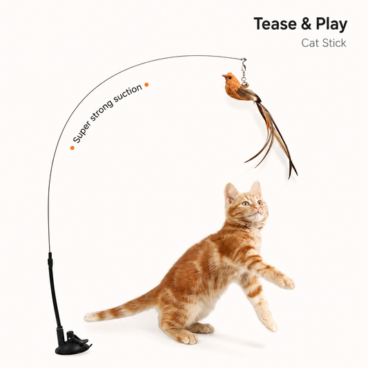 CatPlay Feather